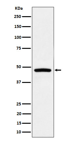 Western blot analysis of PREB expression in Raji cell lysate.
