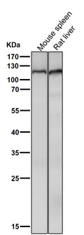 All lanes use the Antibody at 1:2K dilution for 1 hour at room temperature.