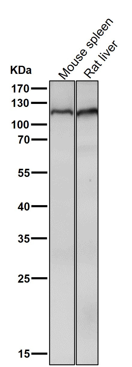 All lanes use the Antibody at 1:2K dilution for 1 hour at room temperature.