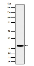 Western blot analysis of PSMB10 expression in Daudi cell lysate.