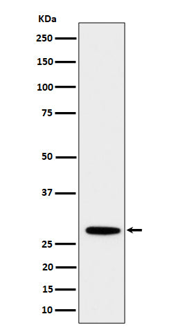 Western blot analysis of PSMB10 expression in Daudi cell lysate.