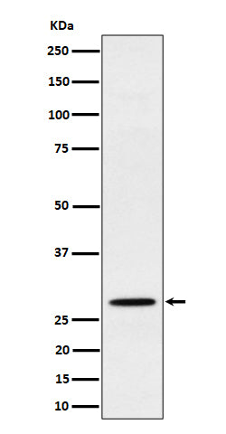 Western blot analysis of PSMB10 expression in Raji cell lysate.