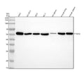 Anti-PTGER2 Monoclonal Antibody
