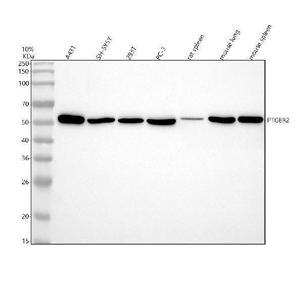 Anti-PTGER2 Monoclonal Antibody