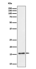 Western blot analysis of TRAPPC2 expression in Raji cell lysate.