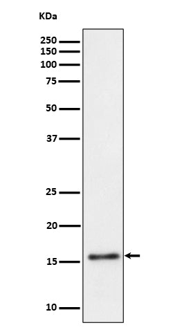 Western blot analysis of TRAPPC2 expression in Raji cell lysate.