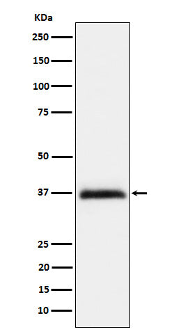 Western blot analysis of RGMA expression in Hela cell lysate.
