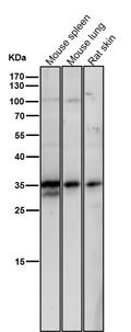 All lanes use the Antibody at 1:3W dilution for 1 hour at room temperature.