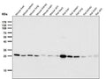 All lanes use the Antibody at 1:1W dilution for 1 hour at room temperature.