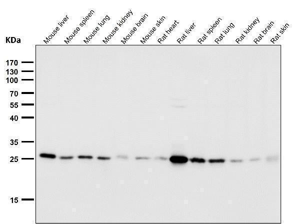 All lanes use the Antibody at 1:1W dilution for 1 hour at room temperature.