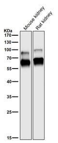 All lanes use the Antibody at 1:3K dilution for 1 hour at room temperature.