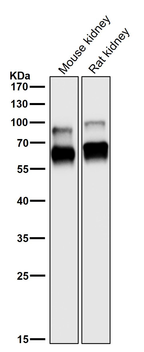 All lanes use the Antibody at 1:3K dilution for 1 hour at room temperature.