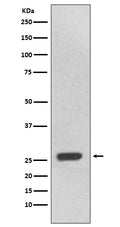 Western blot analysis of UCHL3 expression in 293T cell lysate.