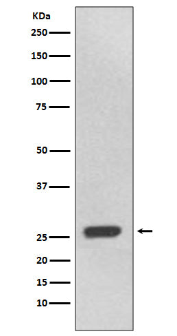 Western blot analysis of UCHL3 expression in 293T cell lysate.