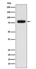 Western blot analysis of PLAP expression in MCF7 cell lysate.
