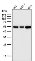All lanes use the Antibody at 1:3K dilution for 1 hour at room temperature.