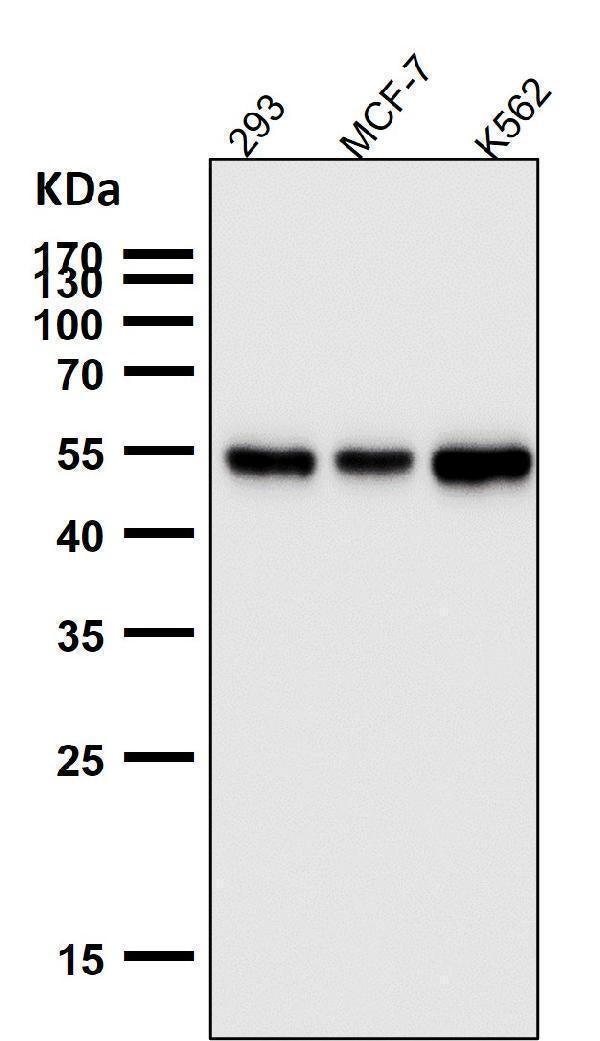 All lanes use the Antibody at 1:3K dilution for 1 hour at room temperature.