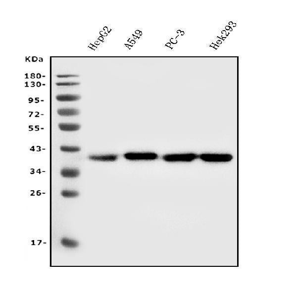 Anti-Aldolase/ALDOA Antibody Picoband® (monoclonal, 6H8)