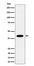 Western blot analysis of ACADS / SCAD expression in HeLa cell lysate.