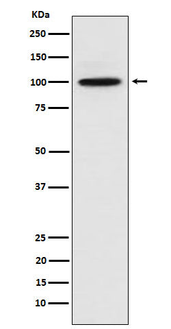 Western blot analysis of CTNNA3 expression in 293 cell lysate.