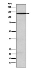 Western blot analysis of USP28 expression in SW480 cell lysate.