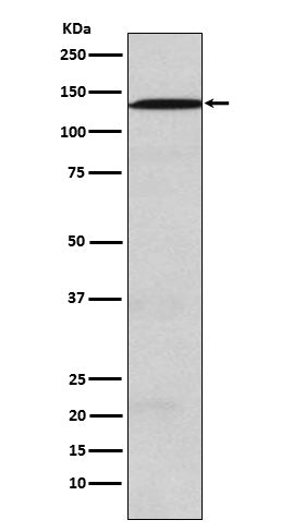Western blot analysis of USP28 expression in SW480 cell lysate.