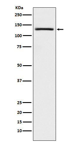 Western blot analysis of USP28 expression in A431 cell lysate.