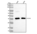 Anti-CDCA5/Sororin Rabbit Monoclonal Antibody