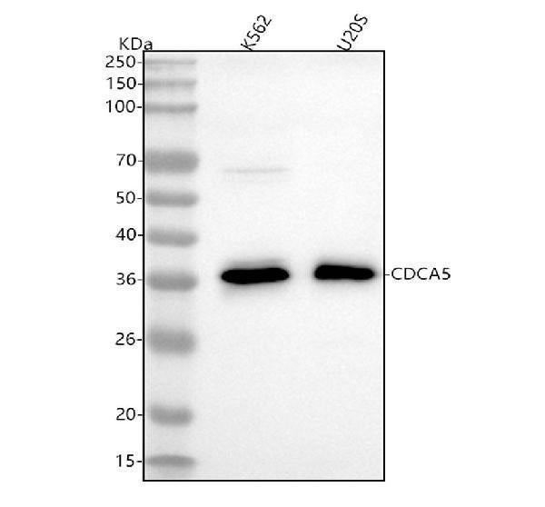 Anti-CDCA5/Sororin Rabbit Monoclonal Antibody