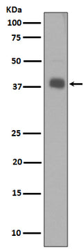 Western blot analysis of Synaptophysin expression in SH-SY5Y cell lysate.