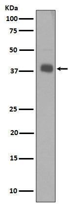 Western blot analysis of Synaptophysin expression in SH-SY5Y cell lysate.