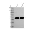 Anti-Synaptophysin SYP Rabbit Monoclonal Antibody