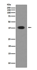Anti-Musashi 1 MSI1 Rabbit Monoclonal Antibody