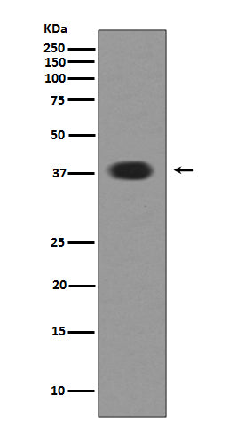 Anti-Musashi 1 MSI1 Rabbit Monoclonal Antibody