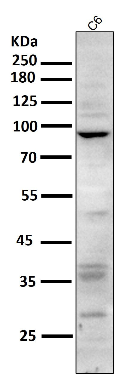 All lanes use the Antibody at 1:1K dilution for 1 hour at room temperature.