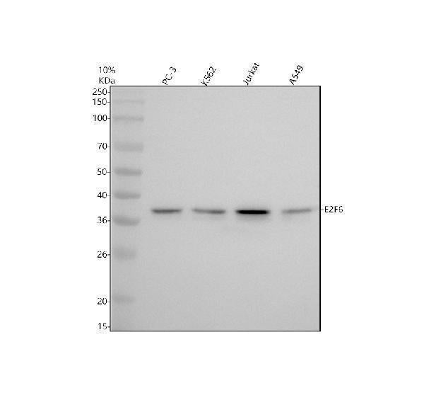 Anti-E2F6 Rabbit Monoclonal Antibody