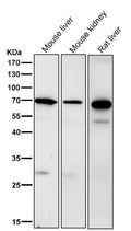 All lanes use the Antibody at 1:3K dilution for 1 hour at room temperature.