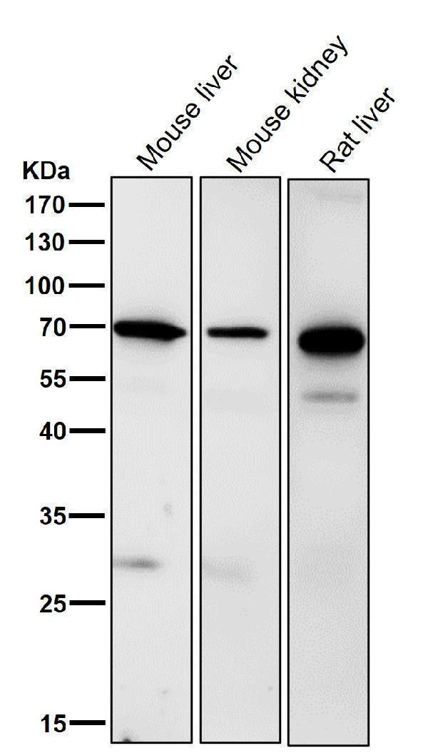 All lanes use the Antibody at 1:3K dilution for 1 hour at room temperature.