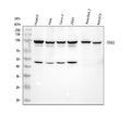 Anti-TAB3 Rabbit Monoclonal Antibody