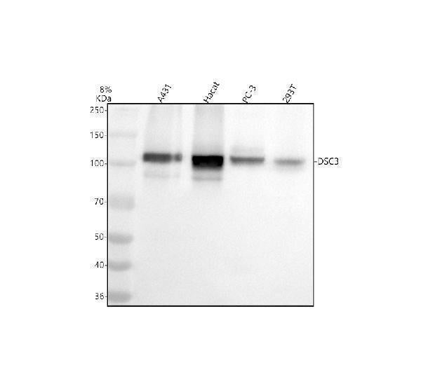 Anti-Desmocollin-3 Rabbit Monoclonal Antibody