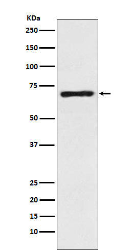 Western blot analysis of GABA Transporter 1 / GAT 1 expression in Human fetal brain lysate.