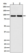 Western blot analysis of CSDE1 expression in (1) 293 cell lysate; (2) Mouse brain lysate.
