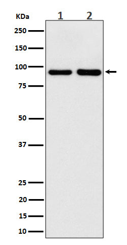 Western blot analysis of CSDE1 expression in (1) 293 cell lysate; (2) Mouse brain lysate.
