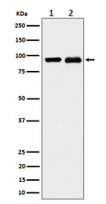 Western blot analysis of CSDE1 expression in (1) K562 cell lysate; (2) PC-12 cell lysate.