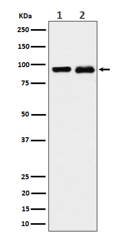 Western blot analysis of CSDE1 expression in (1) K562 cell lysate; (2) PC-12 cell lysate.