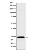 Western blot analysis of Rab25 expression in MCF7 cell lysate.