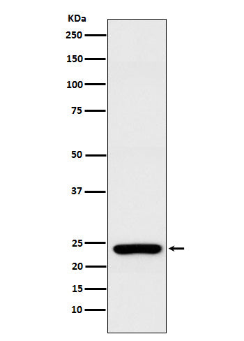 Western blot analysis of Rab25 expression in MCF7 cell lysate.