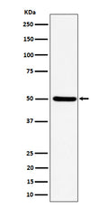 Western blot analysis of UBA3 expression in HeLa cell lysate.