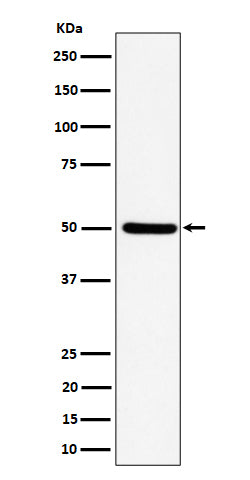 Western blot analysis of UBA3 expression in HeLa cell lysate.