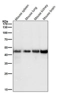 All lanes use the Antibody at 1:3K dilution for 1 hour at room temperature.